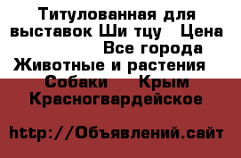 Титулованная для выставок Ши-тцу › Цена ­ 100 000 - Все города Животные и растения » Собаки   . Крым,Красногвардейское